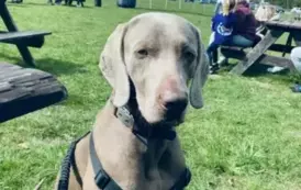491534065_1351227362613462_7930269391000899357_n