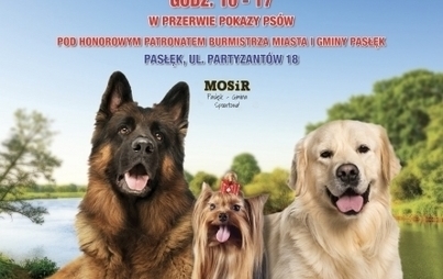 Zdjęcie do Wystawa ps&oacute;w rasowych w Pasłęku