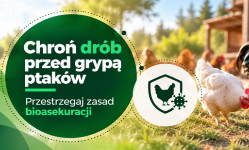 Zdjęcie do Jesienna migracja ptak&oacute;w zwiększa zagrożenie grypą ptak&oacute;w. Pamiętajmy o przestrzeganiu zasad bioasekuracji